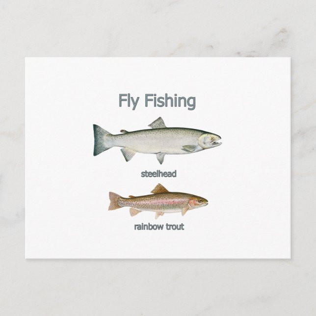 Flygfisket Rainbow Trout - Steelhead Vykort (Framsida)