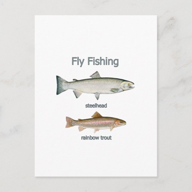 flygfisket Rainbow Trout - Steelhead Vykort (Framsida)