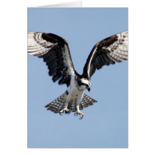 Flygfiskgjuse Hälsningskort