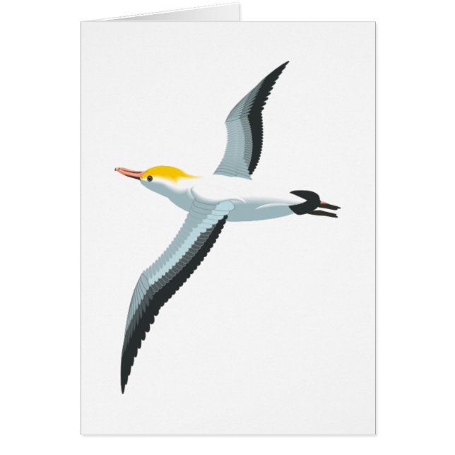 Flygfiskmås Hälsningskort (Framsidan)