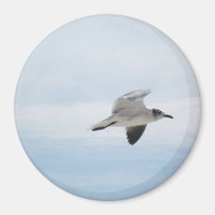 Flygfiskmås Magnet