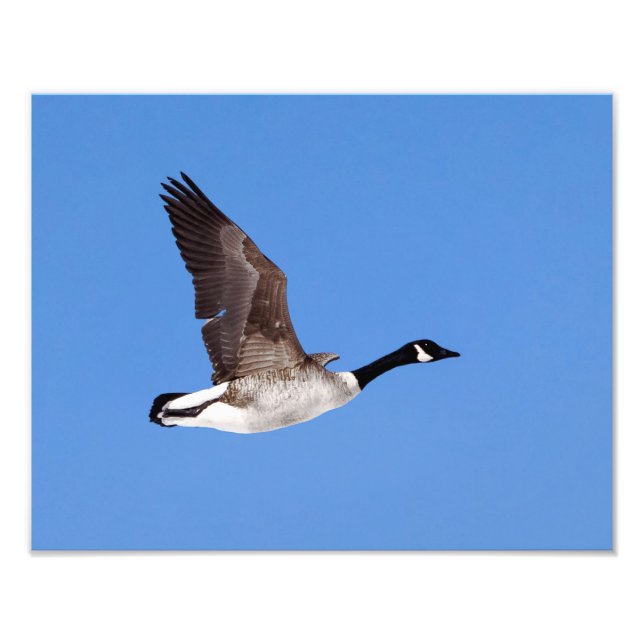 Flyggäss Fototryck (Framsidan)