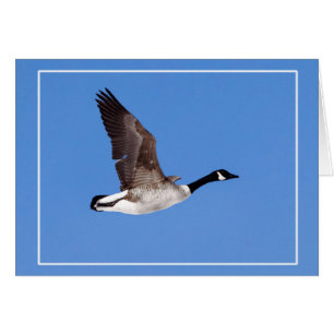 Flyggäss Hälsningskort