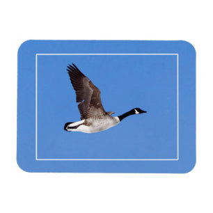 Flyggäss Magnet