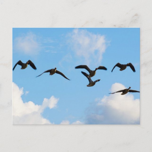 Flyggässvykort Vykort (Framsida)