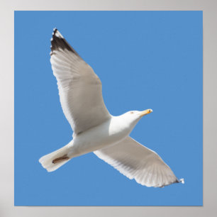 Flyggul Poster