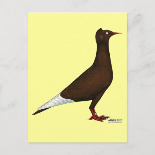Flygkapsel Pigeon Vykort