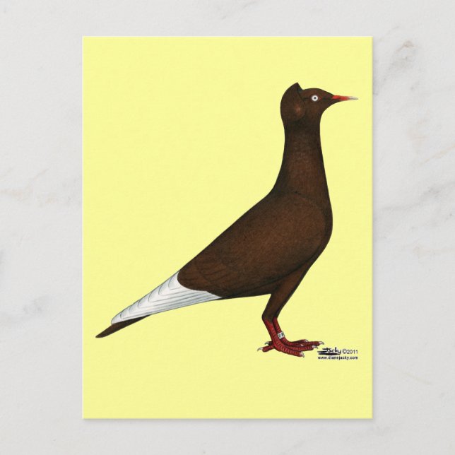 Flygkapsel Pigeon Vykort (Framsida)