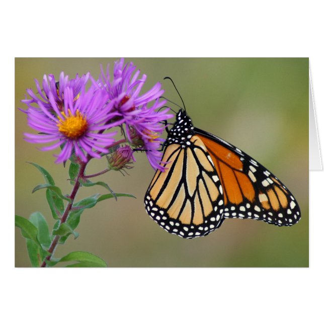 Flygkort Hälsningskort (Framsidan Horizontal)