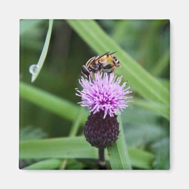 Flygmagnet Magnet (Framsidan)