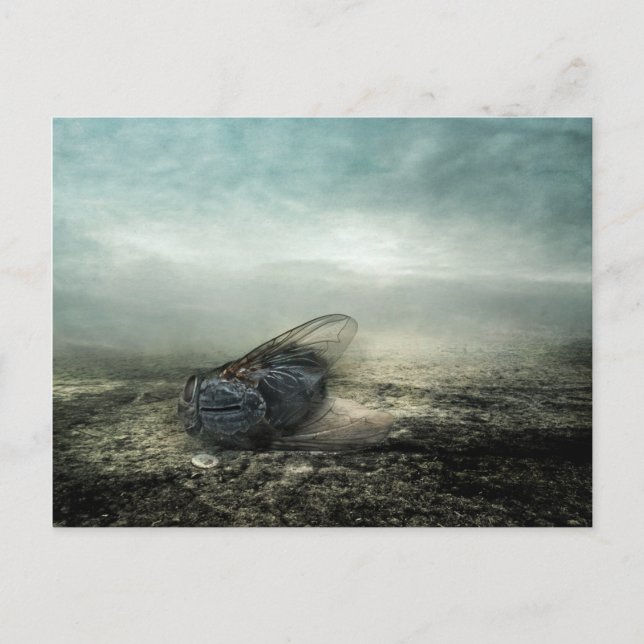 Flygning 2013 vykort (Framsida)