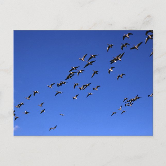 Flygning i Vild Gäese - vykort (Framsida)