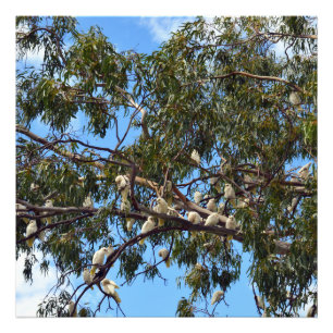 "Flygning i Vilden: White Australian Cockatoos Fototryck