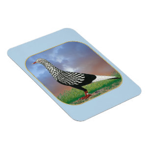 Flygning och moln magnet