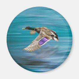 Flygning på Mallard anka Magnet