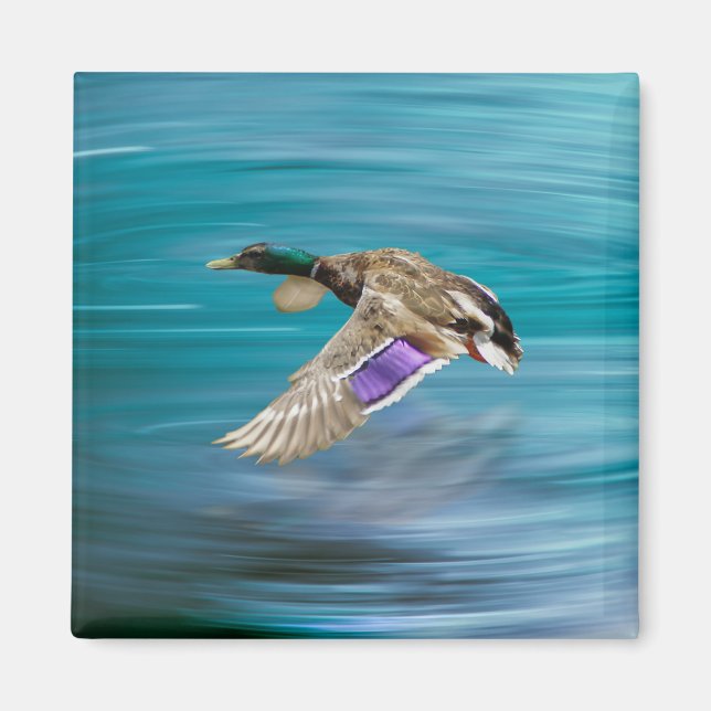 Flygning på Mallard anka Magnet (Framsidan)