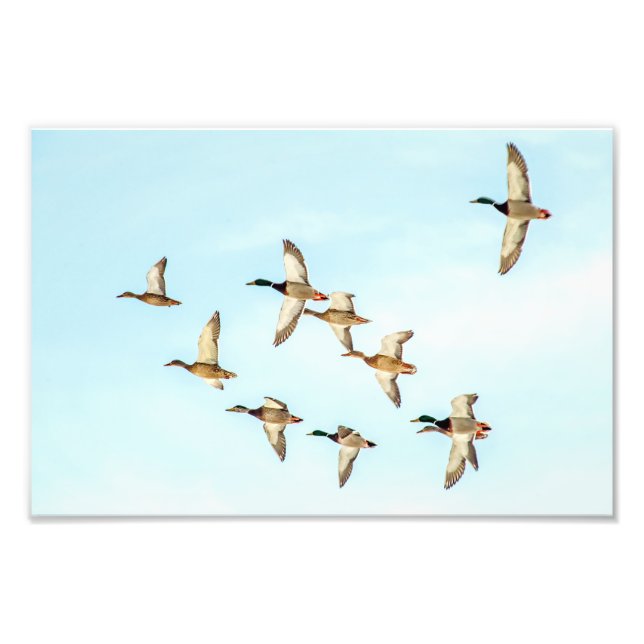 Flygning på Mallards Fototryck (Framsidan)