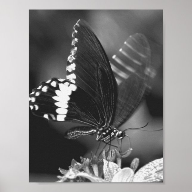 Flygning Poster (Framsidan)