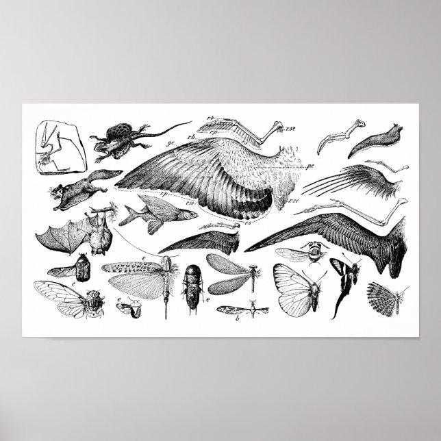 Flygningens utveckling poster (Framsidan)