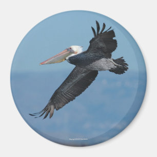 Flygpelikanmagnet 9 magnet