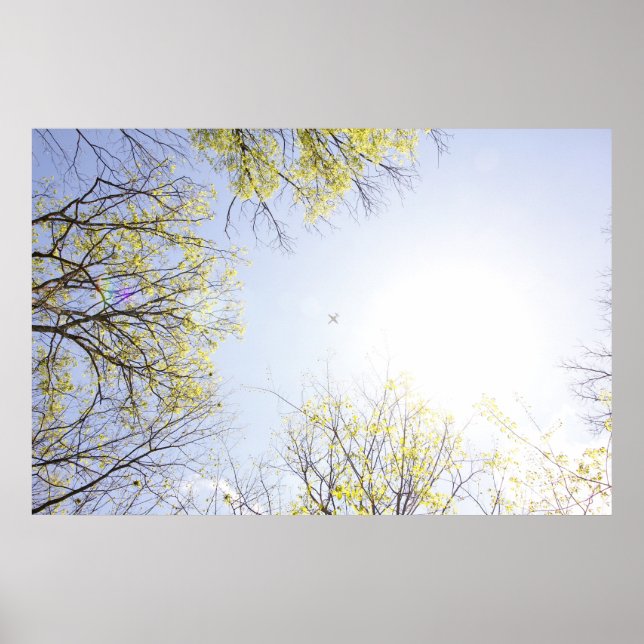 Flygplan i Himlar Framställt av Träd Poster (Framsidan)