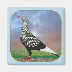 Flygplatsens Pigeon och molnen Magnet
