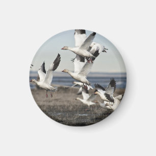 Flygsnögäss Magnet