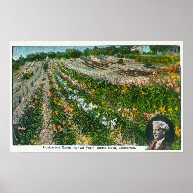 Flygvy över Burbanks experimentanläggning Poster (Framsidan)