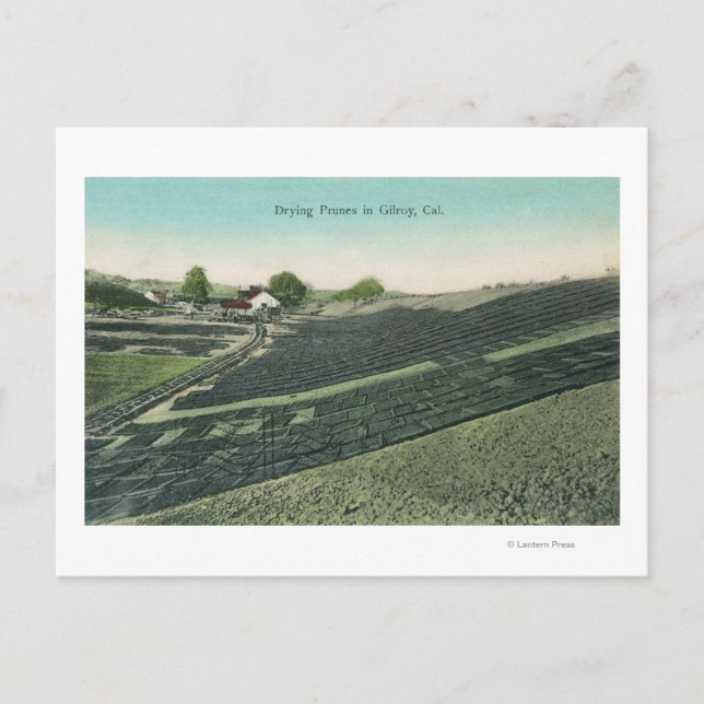 Flygvy över Prunes Torkning i Sol Vykort (Framsida)