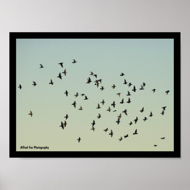 Flykten av duvor poster (Framsidan)