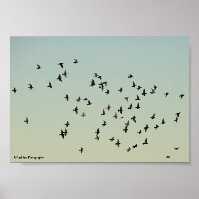 Flykten av duvor poster (Framsidan)
