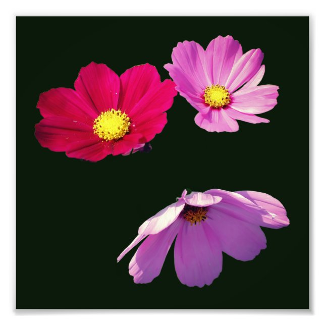 Flyta Cosmos Daisy Flower Trio 8x8 Fototryck (Framsidan)
