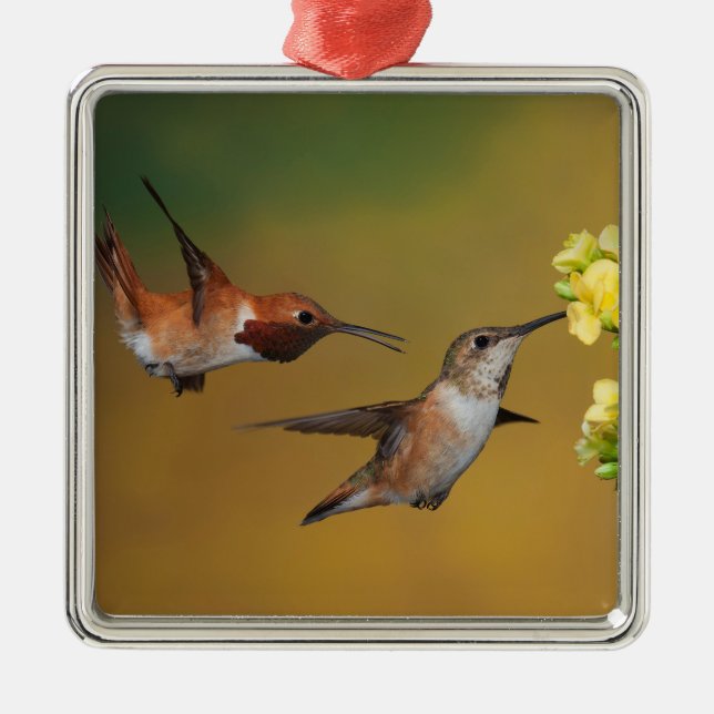 Flyta den Rufous hummingbirden Julgransprydnad Metall (Framsidan)