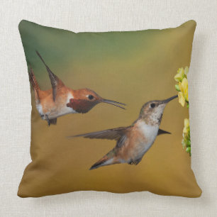 Flyta den Rufous hummingbirden Kudde