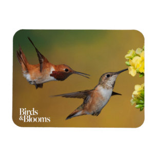 Flyta den Rufous hummingbirden Magnet