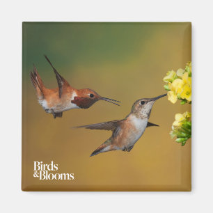Flyta den Rufous hummingbirden Magnet