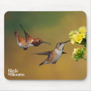 Flyta den Rufous hummingbirden Musmatta