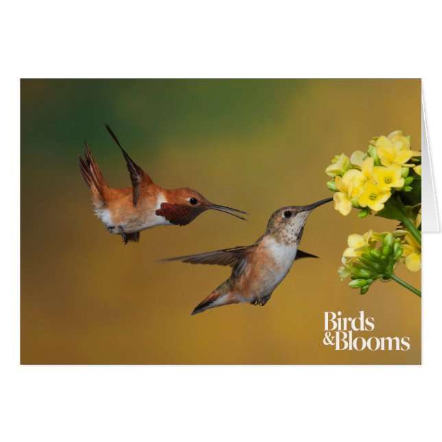 Flyta den Rufous hummingbirden OBS Kort (Framsidan Horizontal)