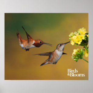 Flyta den Rufous hummingbirden Poster