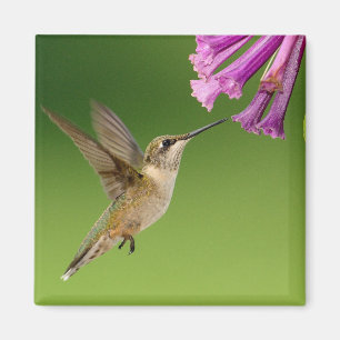 Flyta Hummingbird med Lila blommor Magnet