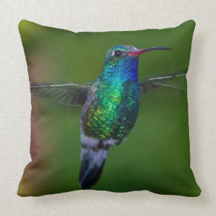 Flyta hummingbirden kudde