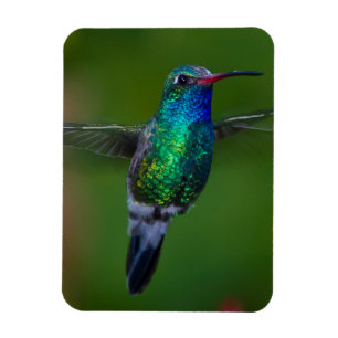 Flyta hummingbirden magnet