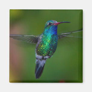 Flyta hummingbirden magnet