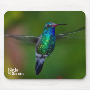 Flyta hummingbirden musmatta