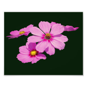 Flyta Rosa Cosmos Flowers 8x10 Fototryck