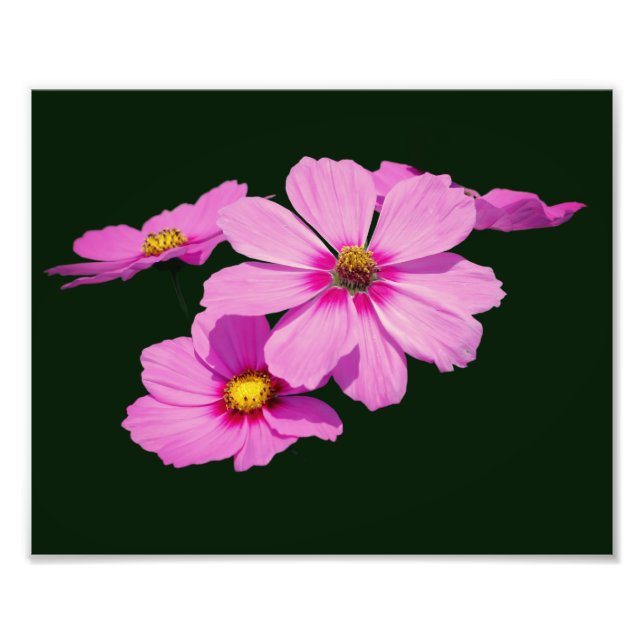 Flyta Rosa Cosmos Flowers 8x10 Fototryck (Framsidan)