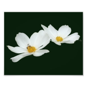 Flytande av vita blomsterfärger och bin 8 x 10 fototryck