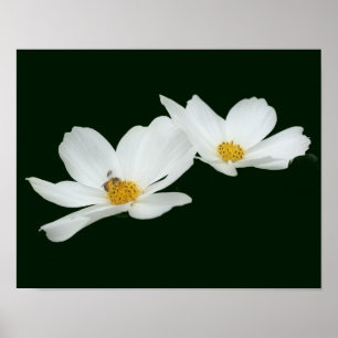 Flytande av vita blomstermaskiner och bin poster