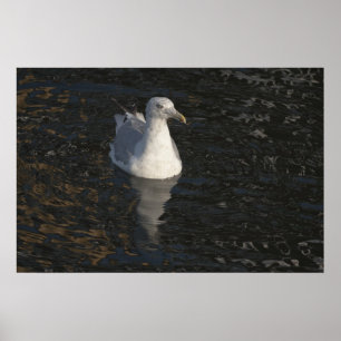 Flytande Fiskmås Poster
