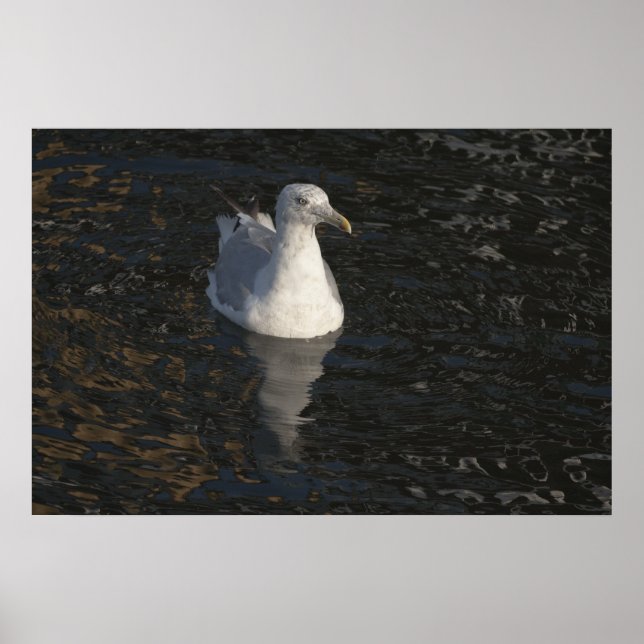 Flytande Fiskmås Poster (Framsidan)
